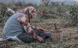 350 bin kişi ölmez ağaç için imza verdi: Zeytinime Dokunma