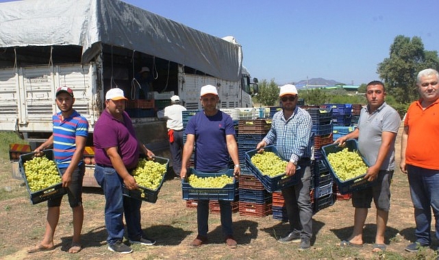 Superior Seedless çeşidi sofralık üzümün ihracat yolculuğu 11 Temmuz'da başladı