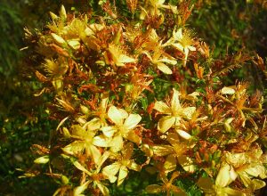 Sarı Kantaron Yağı Faydaları Nelerdir? Sarı Kantaron Yağı Ne İşe Yarar?